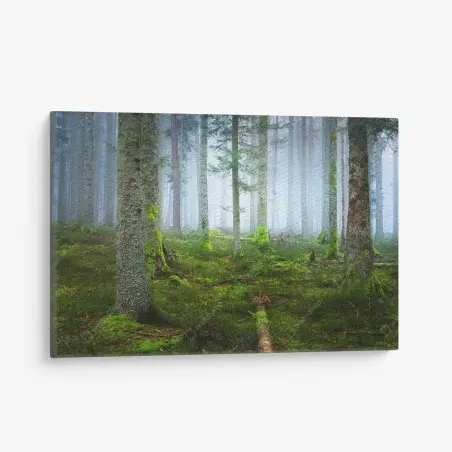 Canvas print misty Alsace pine forest • Wallissimo®