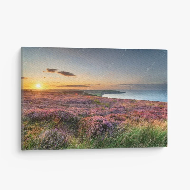 Canvas print sunset over heather on the North York Moors