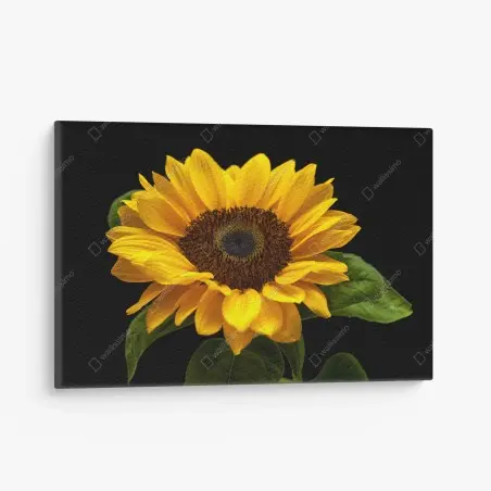 Canvas print vibrant sunflower on black background • Wallissimo®