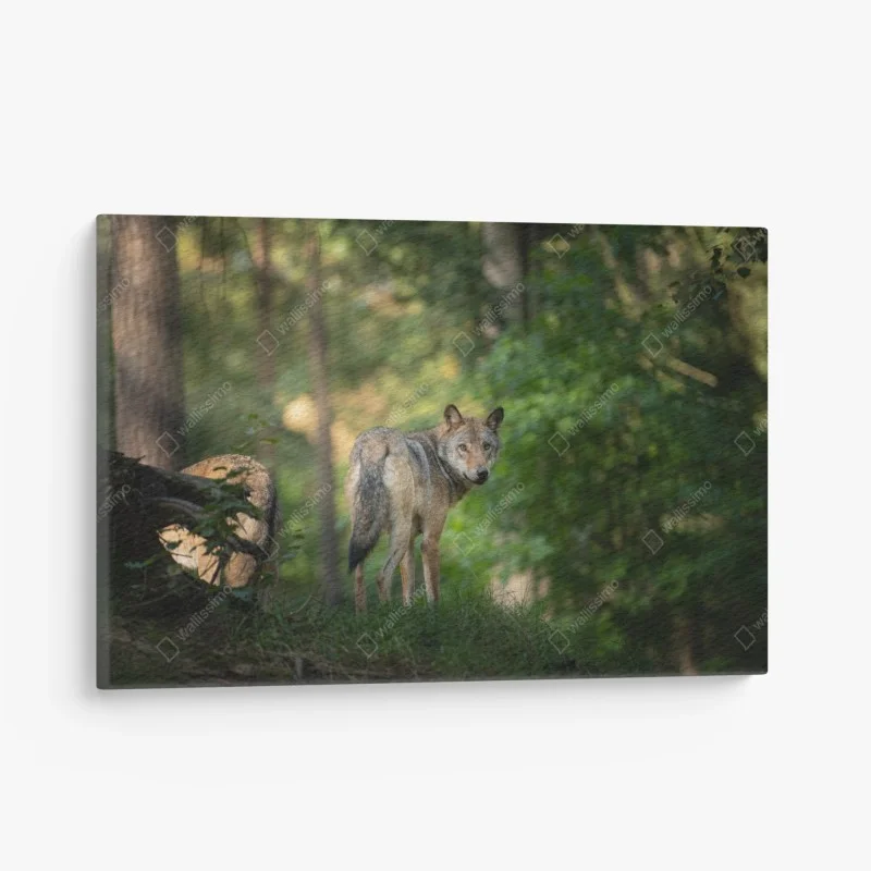 Canvas print wolf gazing in a forest