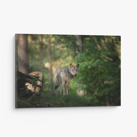 Canvas print wolf gazing in a forest • Wallissimo®
