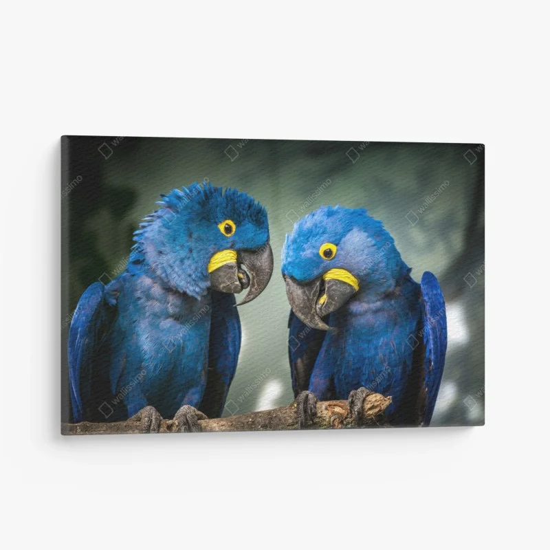 Canvas print pair of blue macaws close-up portrait