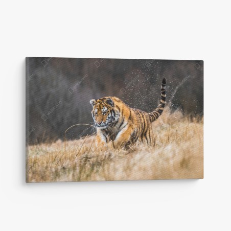 Canvas print Siberian tiger running through grass • Wallissimo®