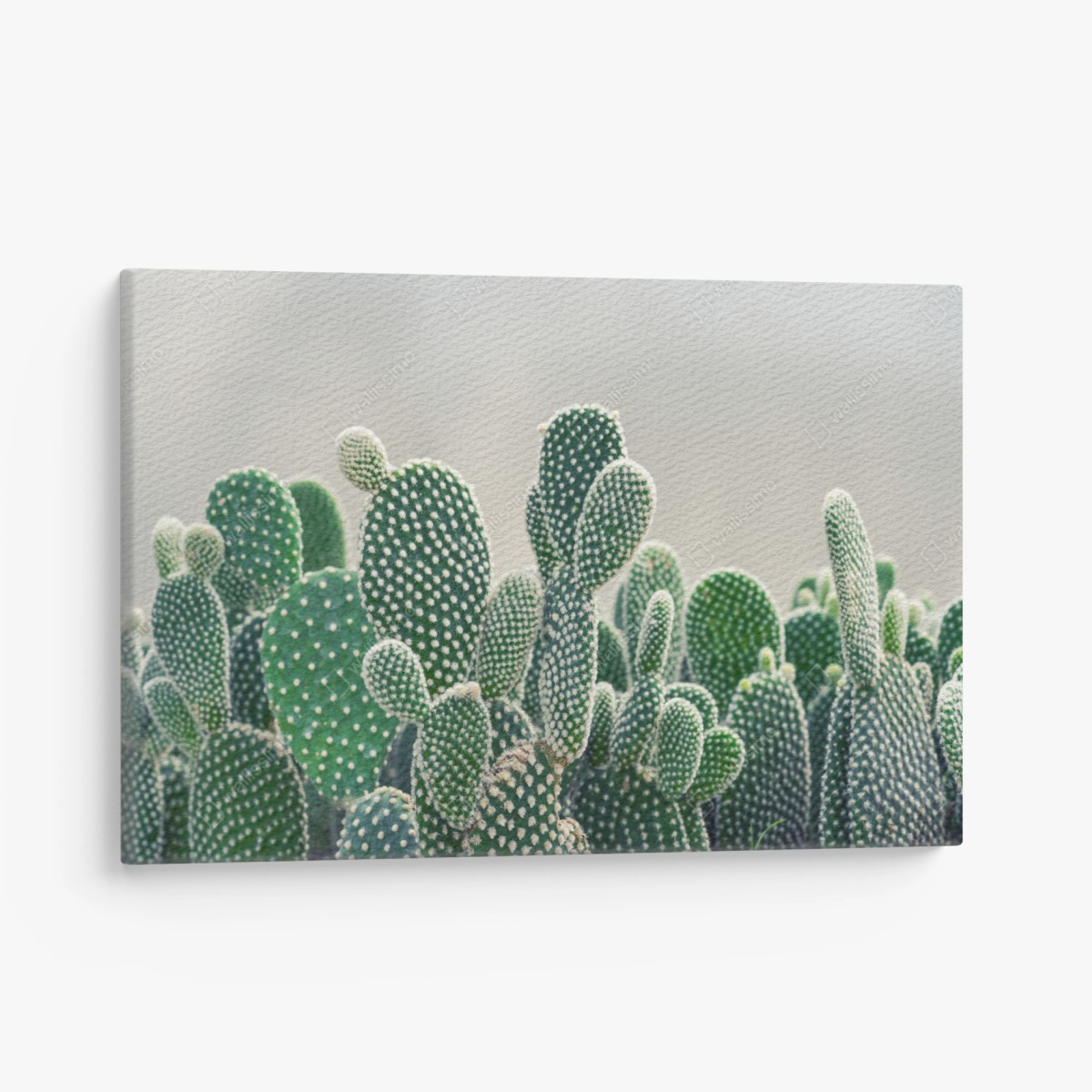 Canvas print opuntia cactus close-up • Wallissimo®