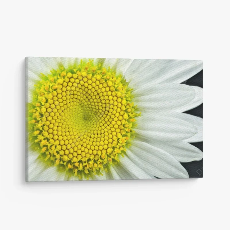 Canvas print shasta daisy macro spiral