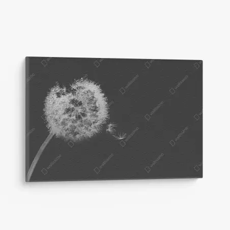 Canvas print delicate dandelion in monochrome • Wallissimo®