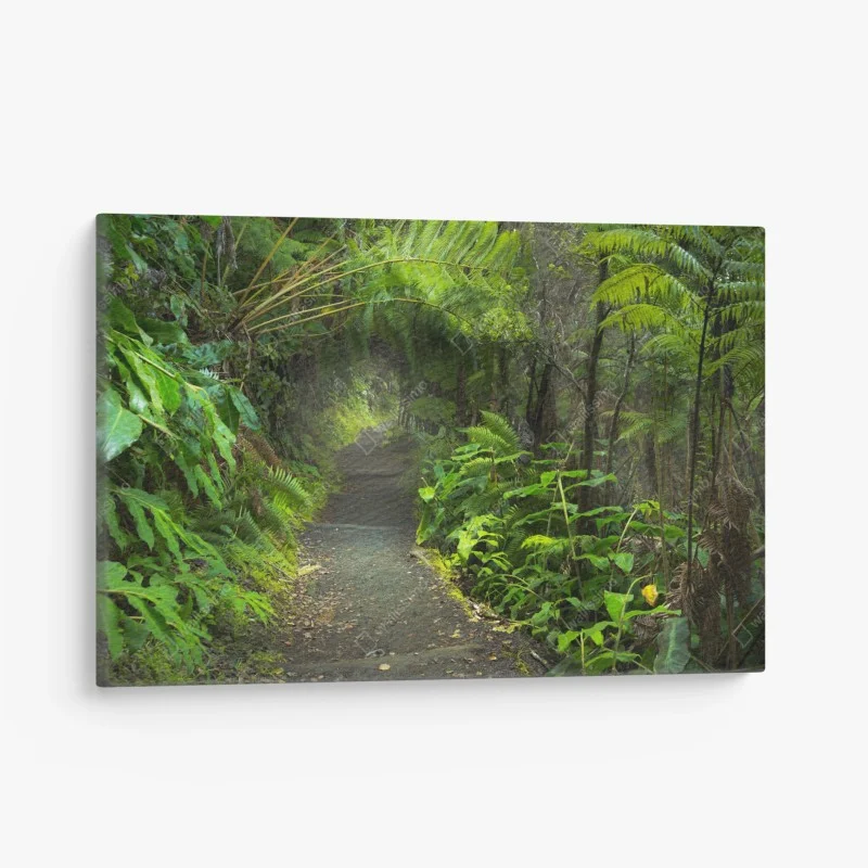 Canvas print lush rainforest trail in Kilauea Iki, Hawaii