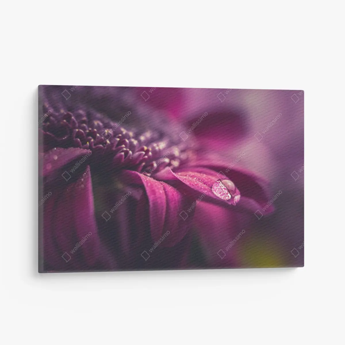 Canvas print purple macro blossom with dewdrop • Wallissimo®