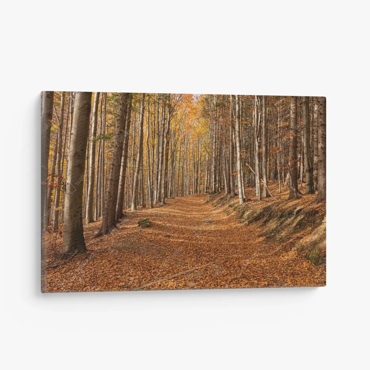 Canvas print autumn forest path with golden leaves • Wallissimo®