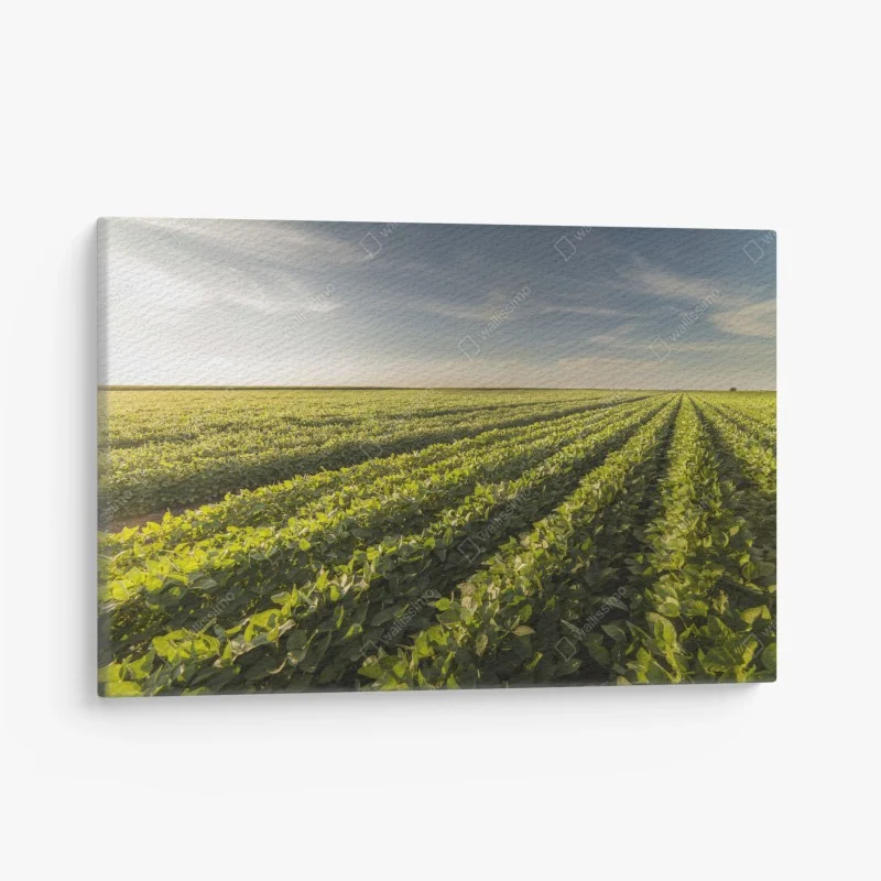Canvas print sunlit soybean field at sunset