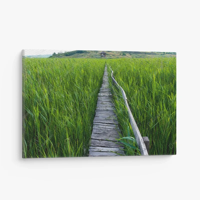 Canvas print serene green marsh boardwalk to rustic hut