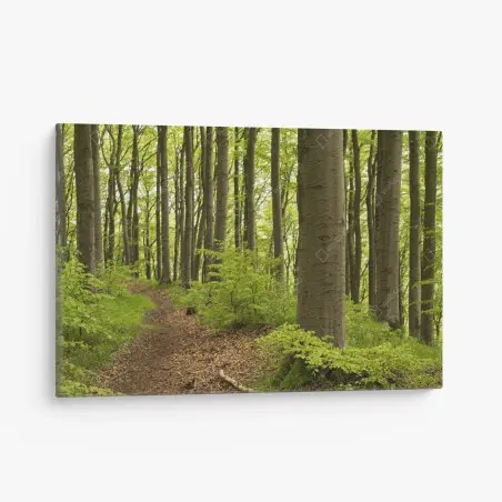 Canvas print tranquil green forest trail • Wallissimo®