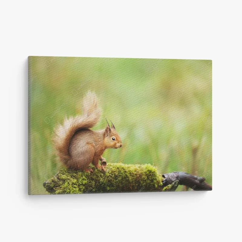 Canvas print curious red squirrel on mossy log