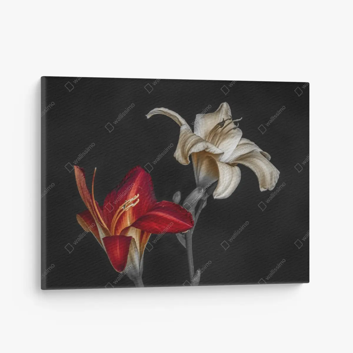 Canvas print dramatic red and ivory lilies on black background • Wallissimo®