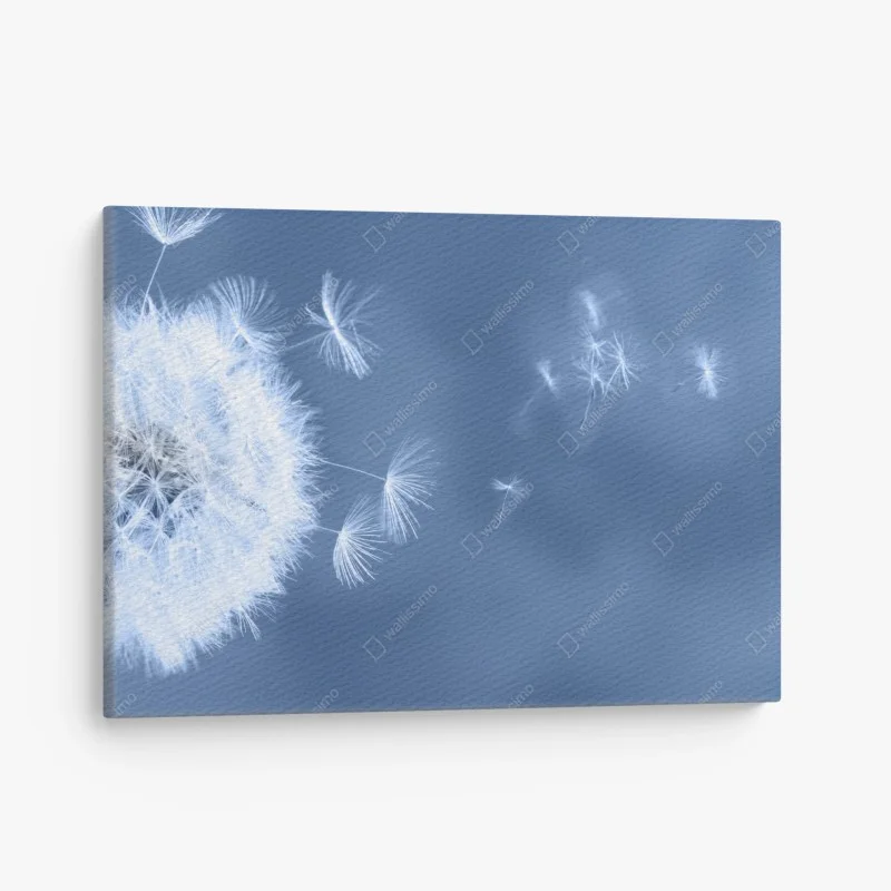 Canvas print gentle dandelion seeds in blue