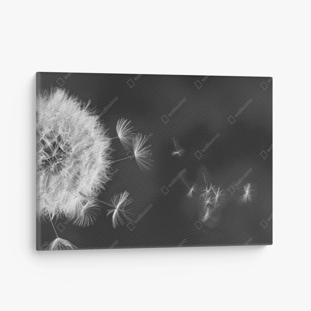 Canvas print floating dandelion seeds • Wallissimo®