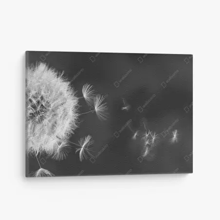 Canvas print floating dandelion seeds • Wallissimo®