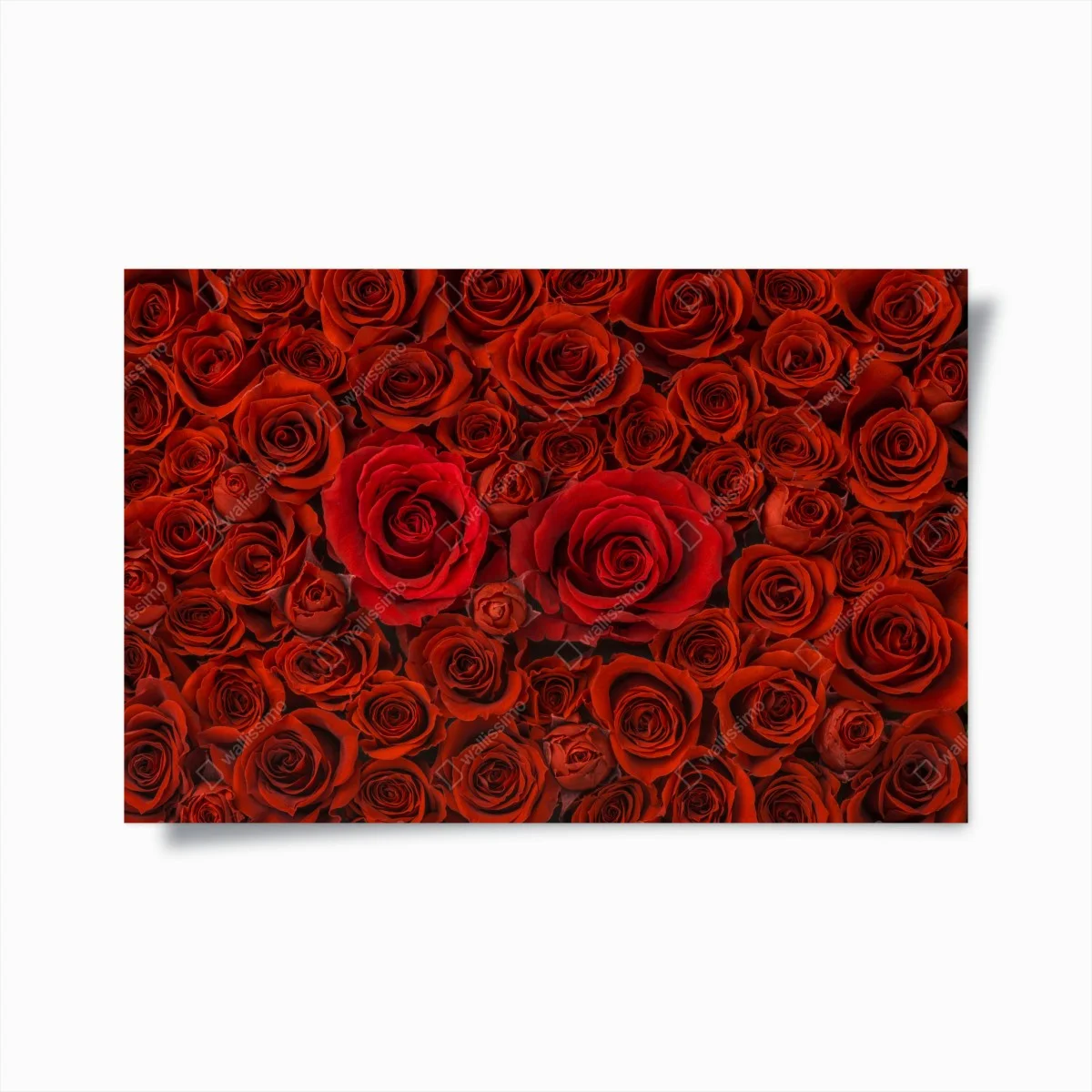 Poster lush red rose collage ⁕ Wallissimo® Poster lush red rose collage ⁕ Wallissimo®