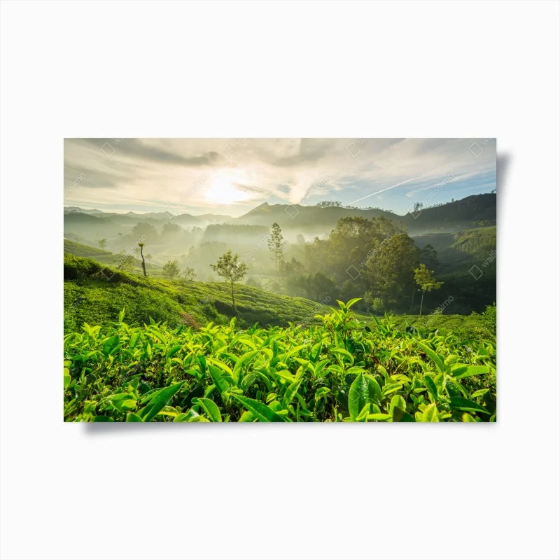 Poster sunrise over Munnar tea plantations