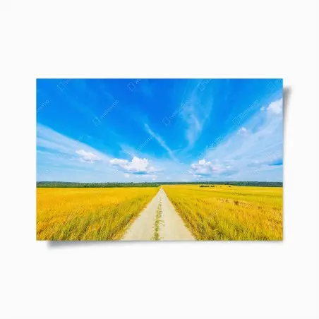 Poster golden meadow under a wide blue sky • Wallissimo®