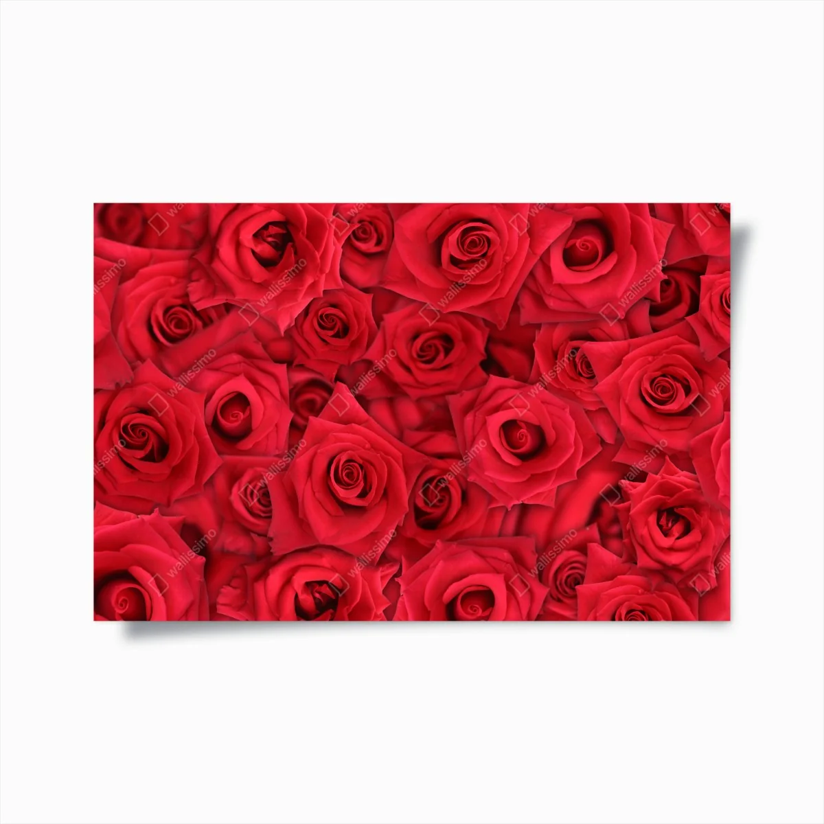 Poster vibrant red roses collage • Wallissimo® Poster vibrant red roses collage • Wallissimo®