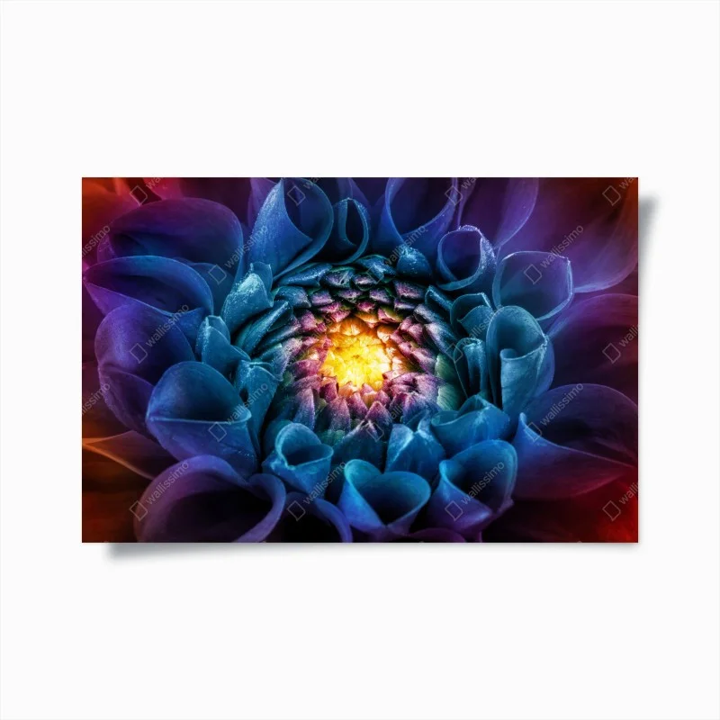 Poster vibrant blue chrysanthemum close-up
