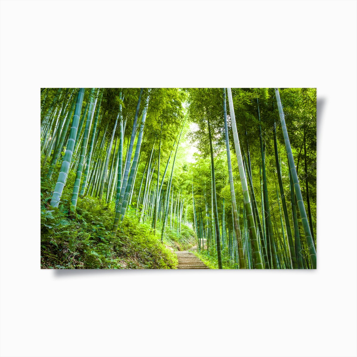 Poster serene bamboo forest pathway • Wallissimo® Poster serene bamboo forest pathway • Wallissimo®