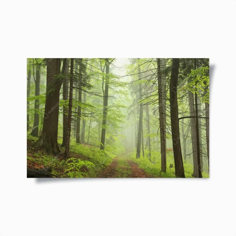 Poster misty green forest trail