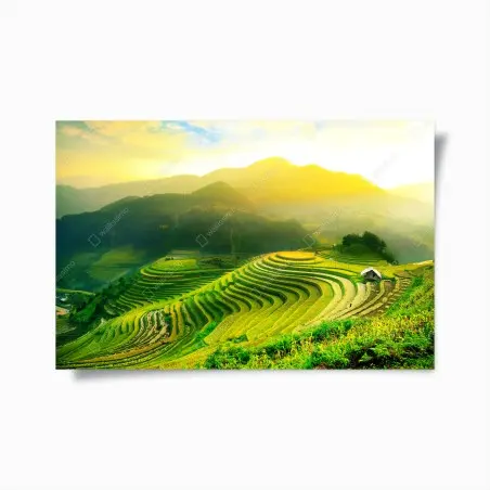 Poster golden terraced rice fields at sunrise • Wallissimo®