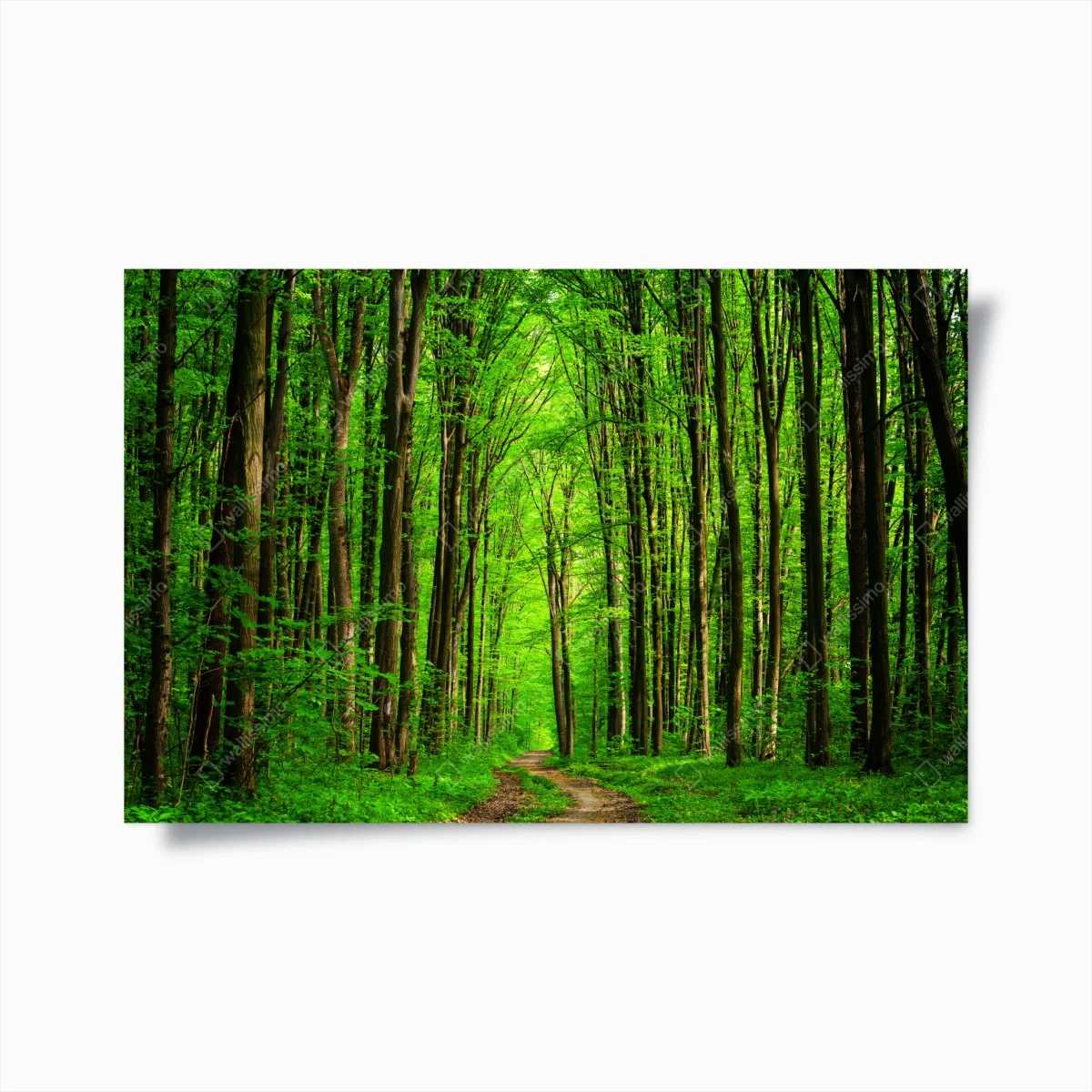 Poster lush green forest pathway ⁕ Wallissimo® Poster lush green forest pathway ⁕ Wallissimo®