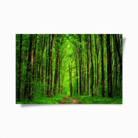 Poster lush green forest pathway • Wallissimo®