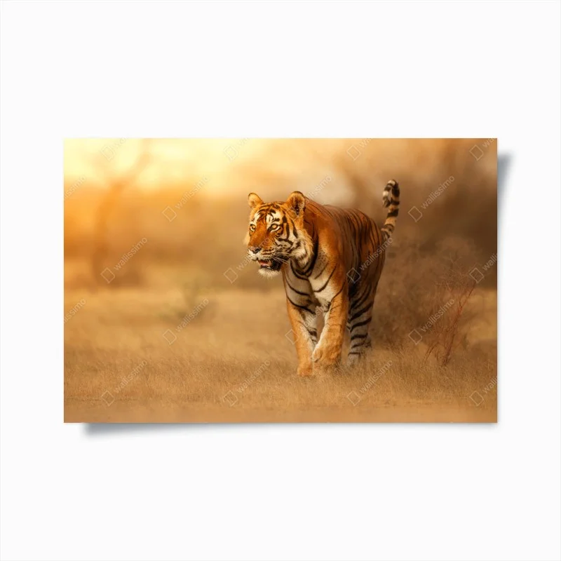 Poster majestic tiger in golden light
