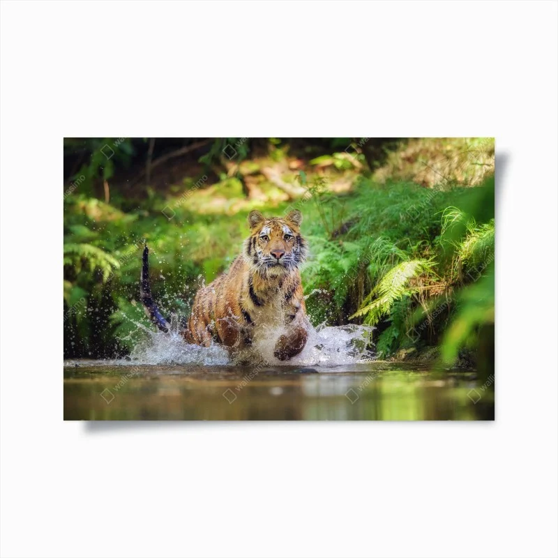 Poster majestic tiger in forest stream