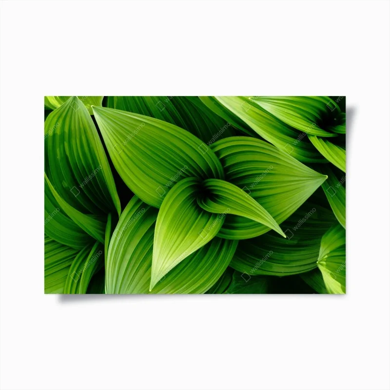 Poster lush green leaves pattern