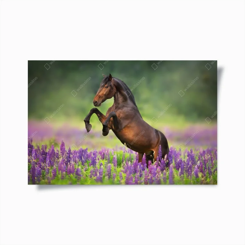 Poster bay stallion rearing in lupin meadow
