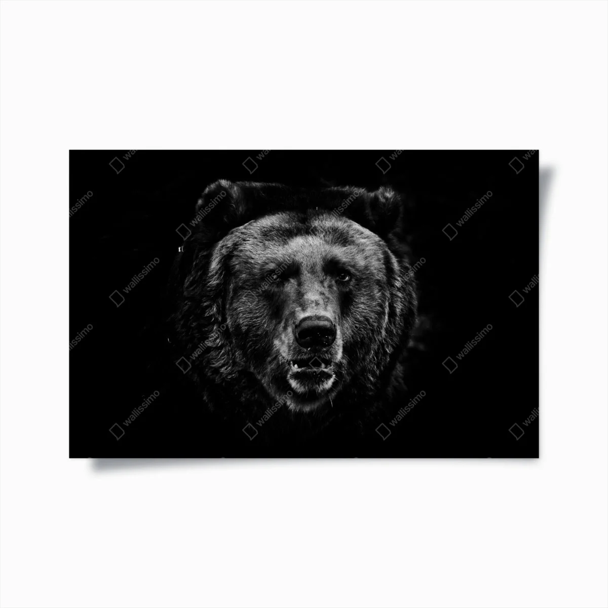 Poster moody grizzly bear portrait ⁕ Wallissimo® Poster moody grizzly bear portrait ⁕ Wallissimo®