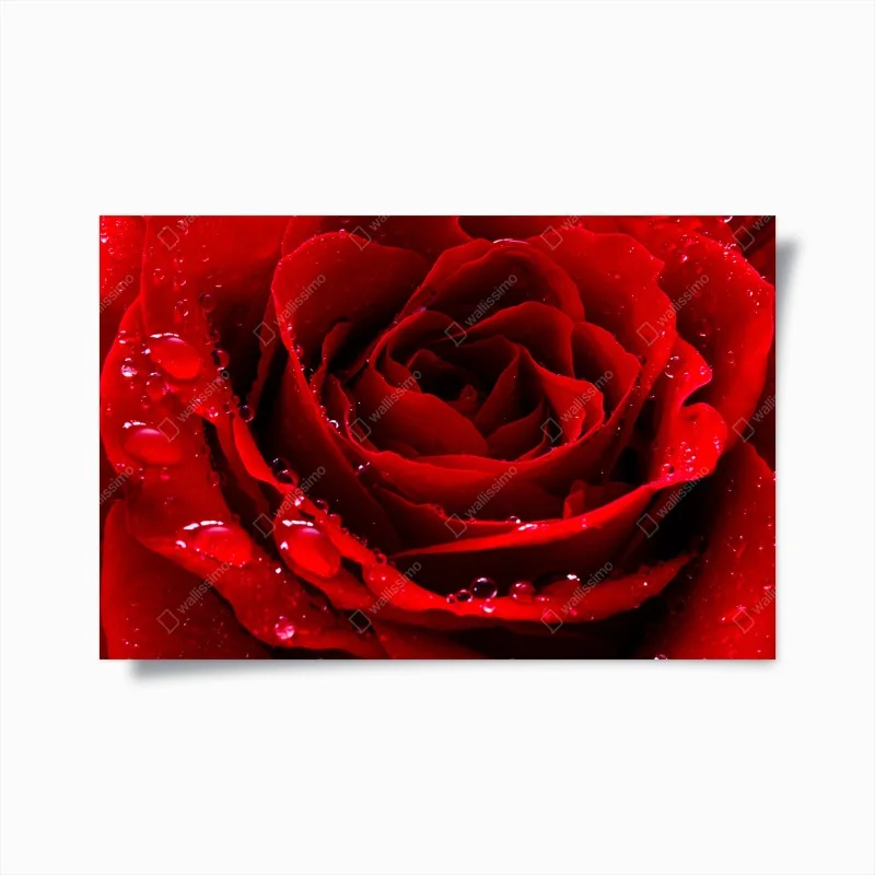 Poster vibrant red rose close-up