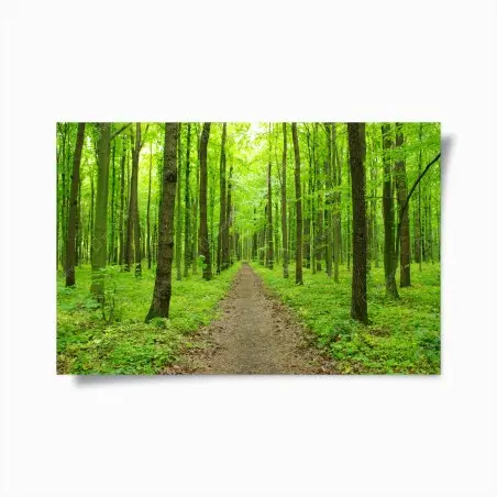 Poster serene green forest path • Wallissimo®