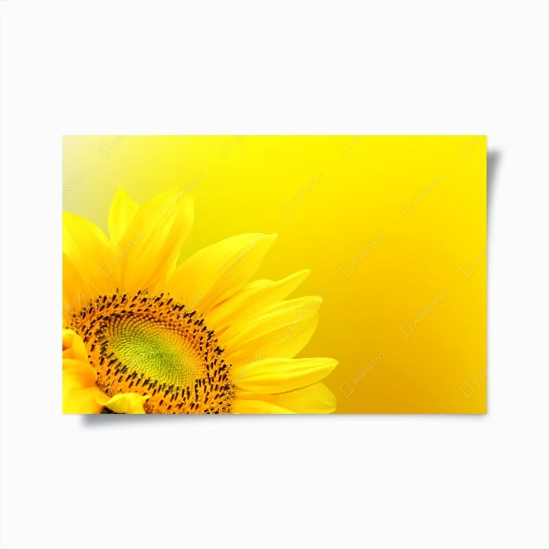 Poster vibrant sunflower close-up on yellow background