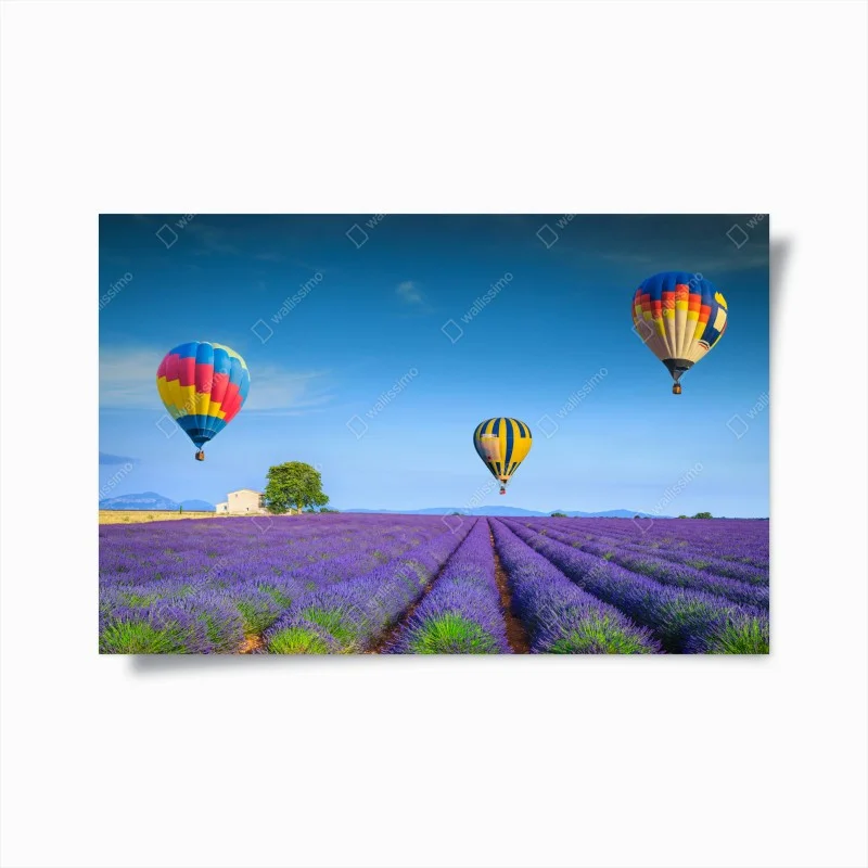 Poster lavender fields near Valensole with hot air balloons
