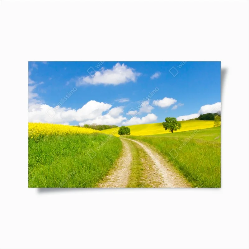 Poster sunny country lane through yellow fields