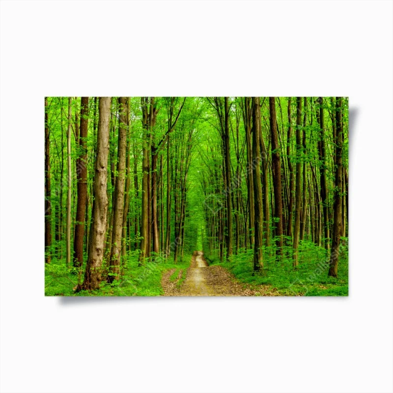 Poster green forest pathway in spring