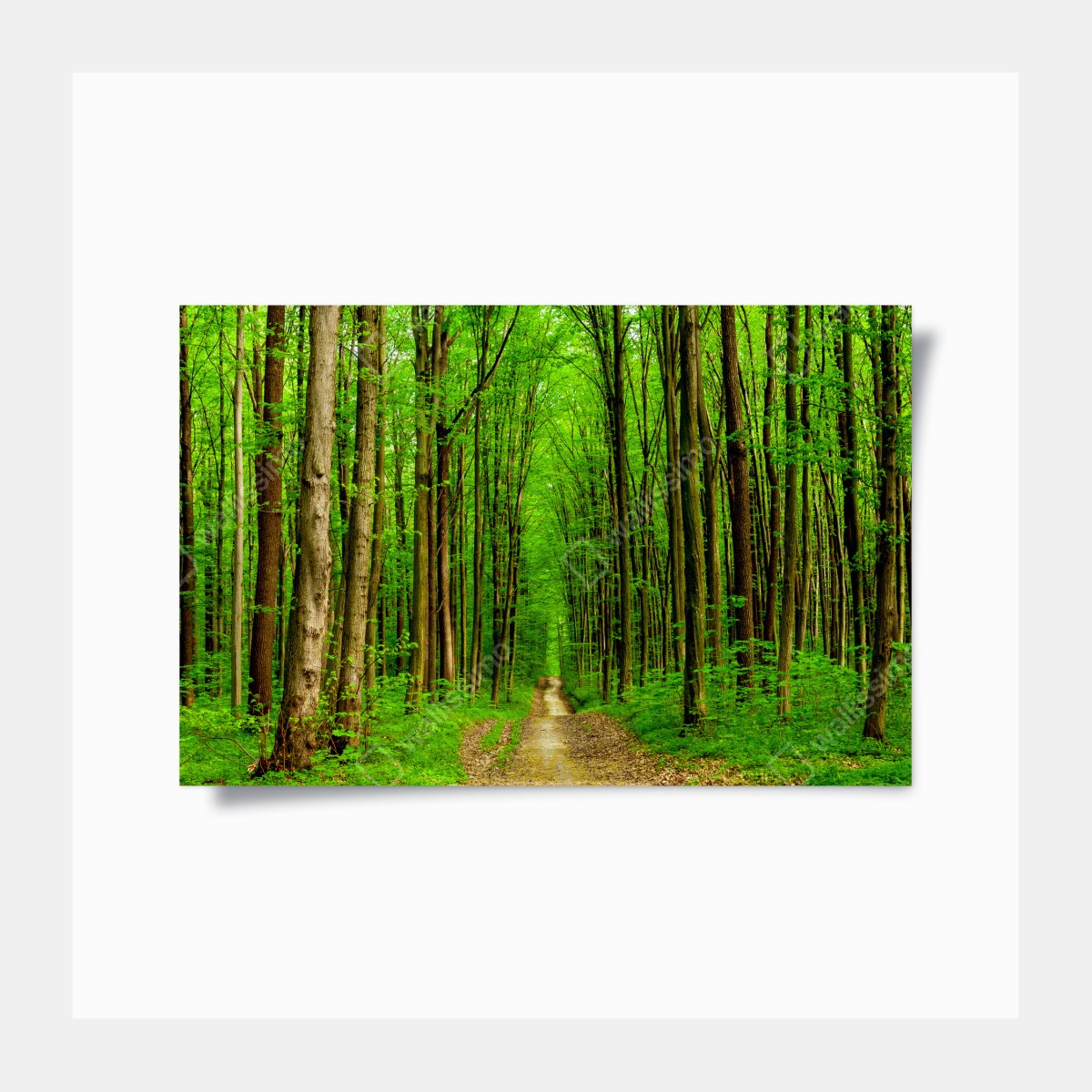 Poster green forest pathway in spring • Wallissimo® Poster green forest pathway in spring • Wallissimo®