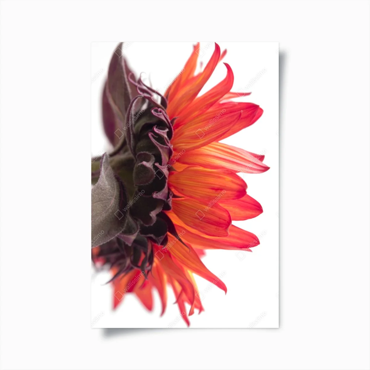 Poster vibrant orange sunflower close-up • Wallissimo® Poster vibrant orange sunflower close-up • Wallissimo®