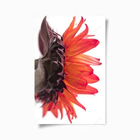 Poster vibrant orange sunflower close-up • Wallissimo®