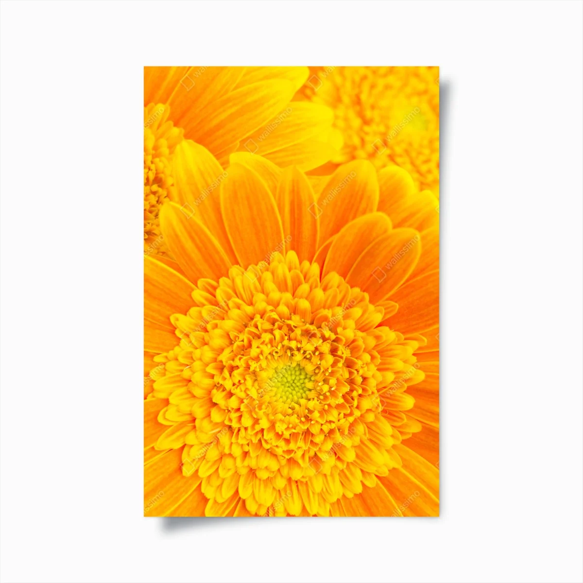 Poster vibrant orange gerbera bloom close-up ⁕ Wallissimo® Poster vibrant orange gerbera bloom close-up ⁕ Wallissimo®