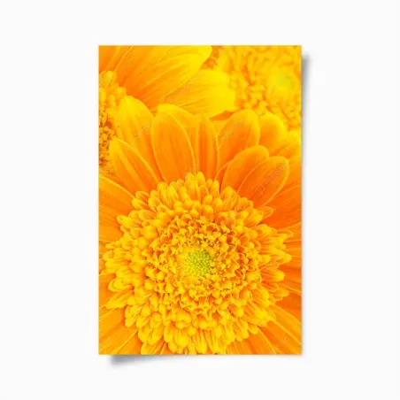 Poster vibrant orange gerbera bloom close-up • Wallissimo®