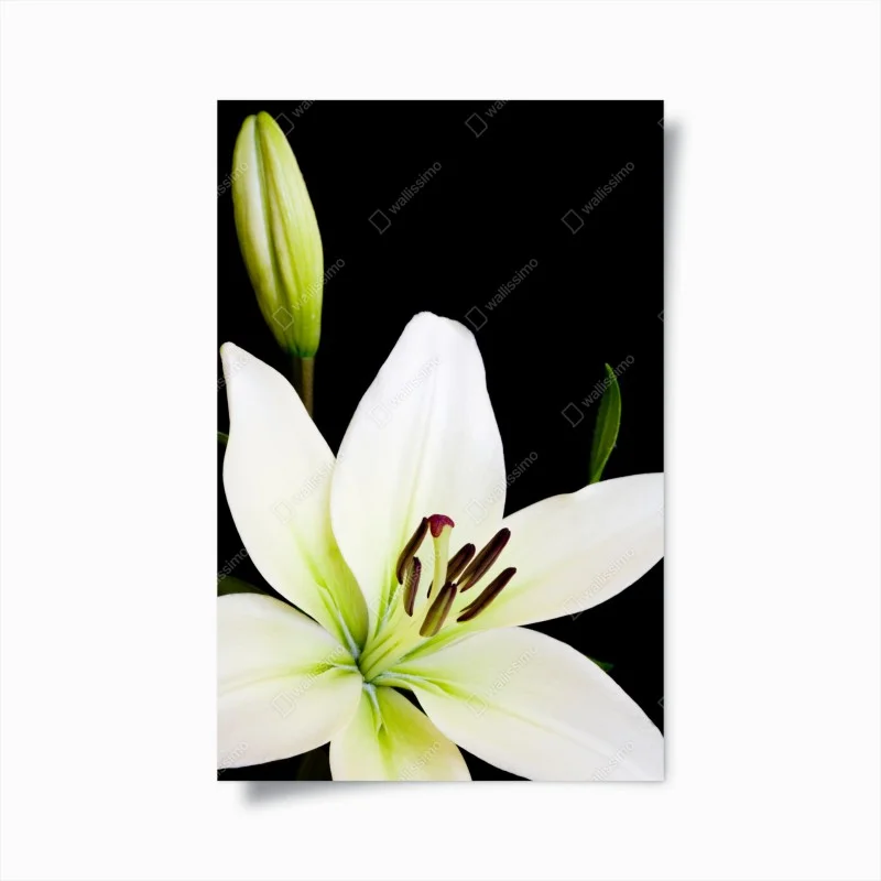 Poster white lily bloom on black background