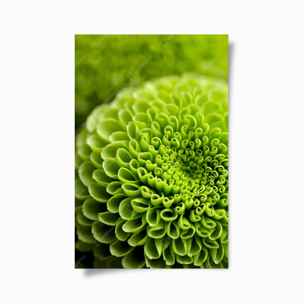 Poster vibrant green floral spiral macro • Wallissimo® Poster vibrant green floral spiral macro • Wallissimo®