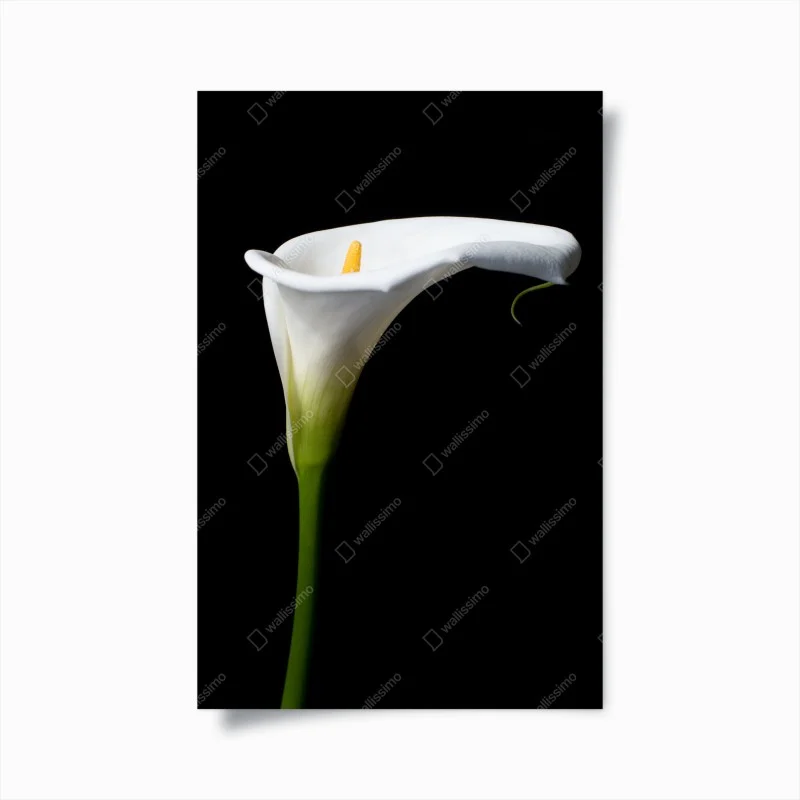 Poster elegant white calla lily on black